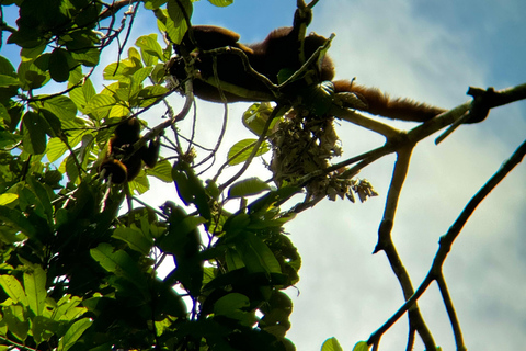 Limoncocha 1-dagars ekotur: fågelskådning och kanotpaddling i Amazonas