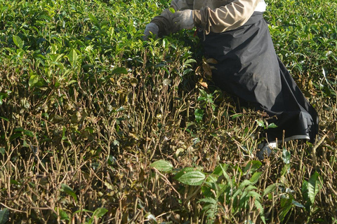 Mauritius Wycieczka piesza do 7 wodospadów z Ganga Talao i lunchem