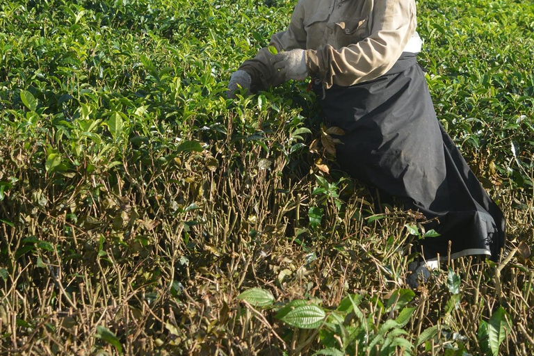 Mauritius Wycieczka piesza do 7 wodospadów z Ganga Talao i lunchem