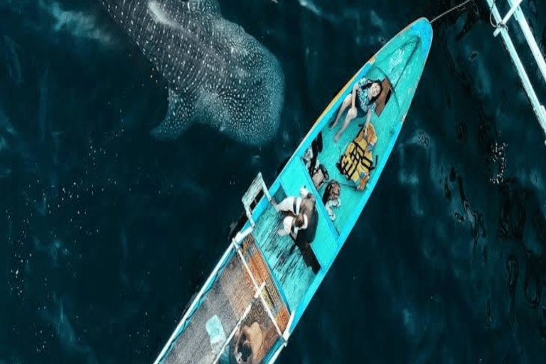 From Lombok Or Sumbawa Sharing 2D1N Whale Shark Snorkeling Starting from Sumbawa 2D1N Whale Shark with Snorkeling