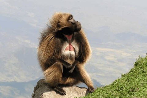 Entdecke Bule nile und die Portugal-Brücke.