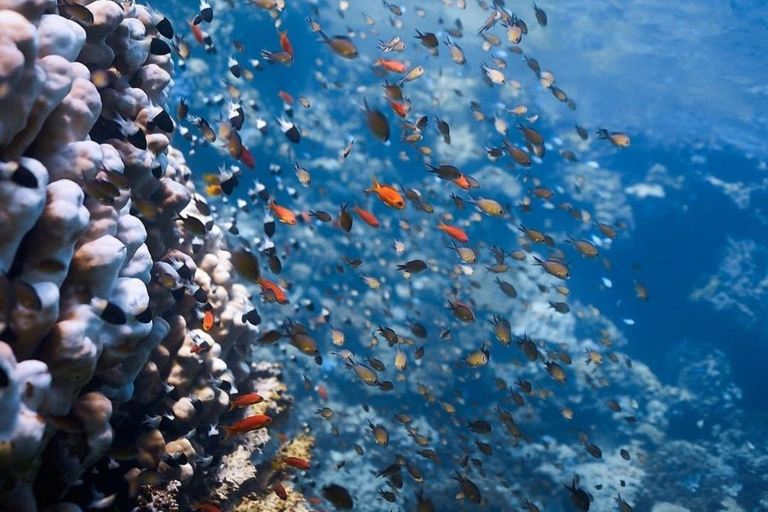 Fethiye: Fly and Dive, Paragliding and Scuba Diving Together, Transfer Included