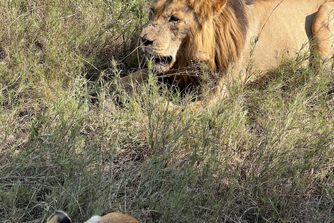 Von Sansibar aus: 3 Tage Flugsafari zur Serengeti und zum Ngorongoro