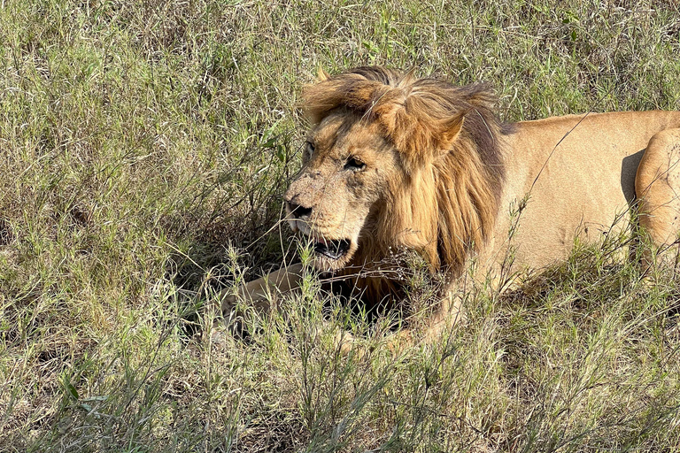 De Zanzibar: Safari Privado de 4 Dias em Serengeti e Ngorongoro