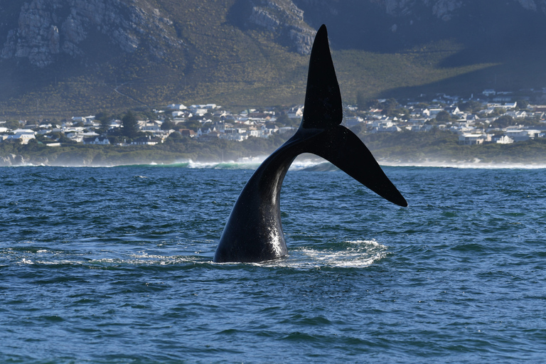From Cape Town: Whale Watching and Penguins Tour Whale watching route tour