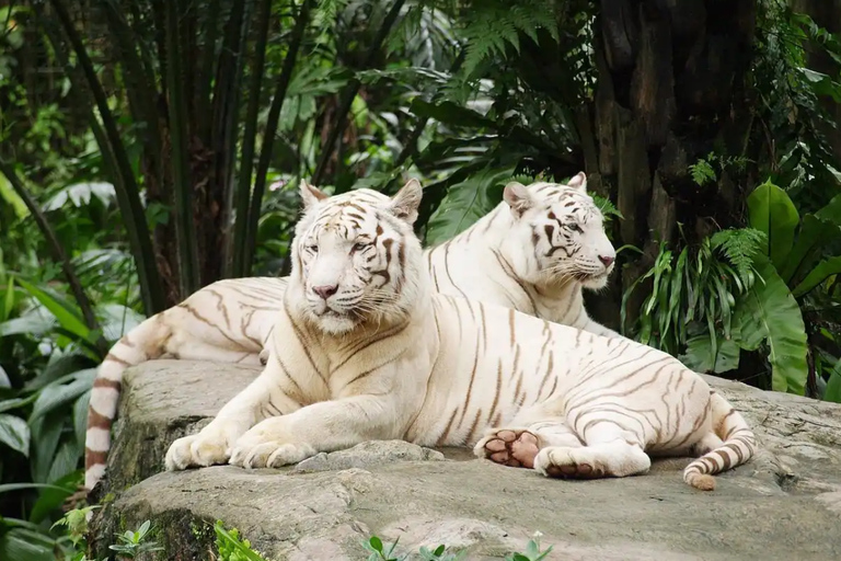 Guangzhou: Chimelong Safari Park Entry with Private Transfer Shenzhen | Private Transfer + Chimelong Safari Park Ticket