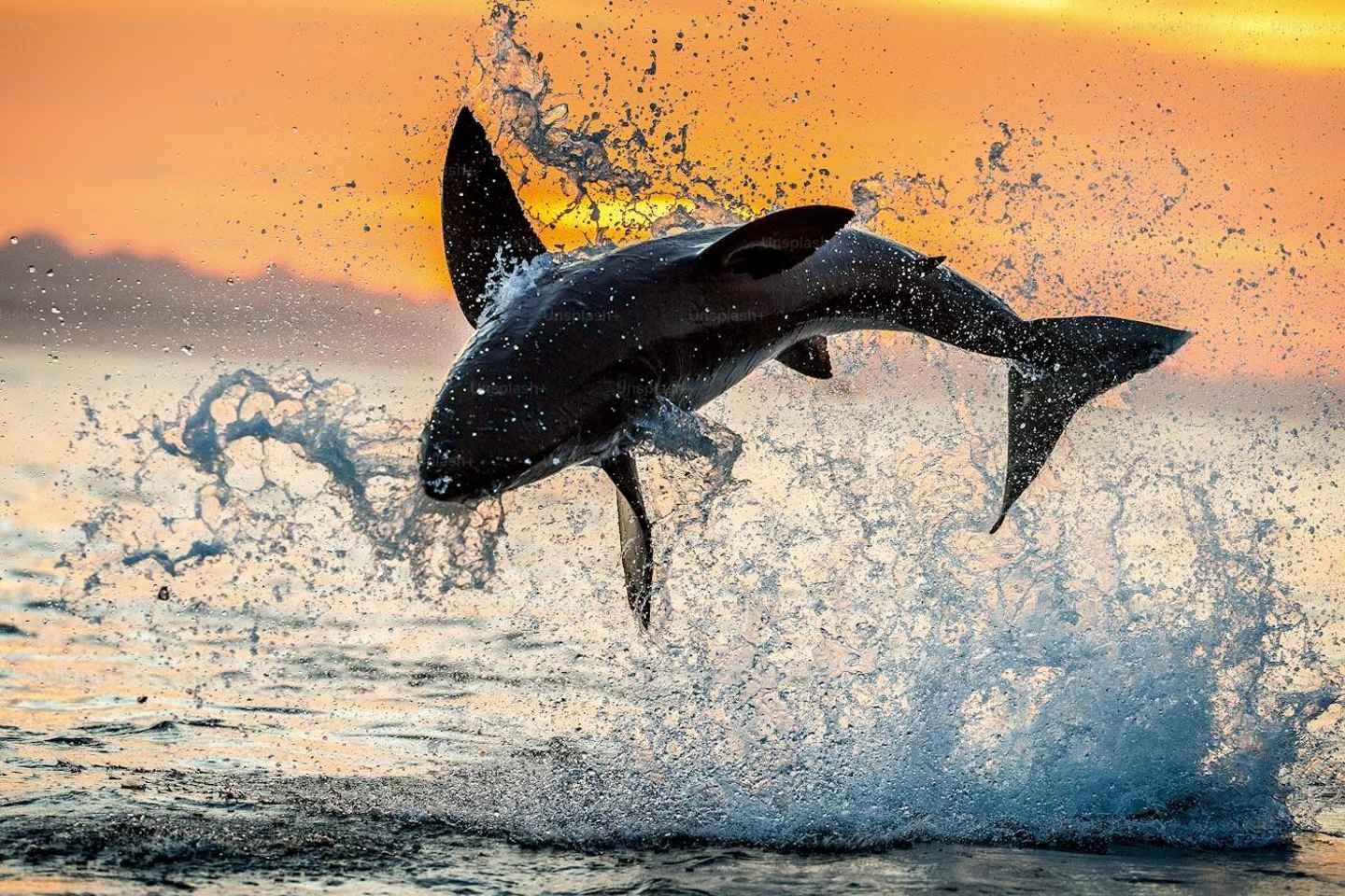 Zadar: Hraðbátsferð um eyjaklasann með víni, ávöxtum og snorkli