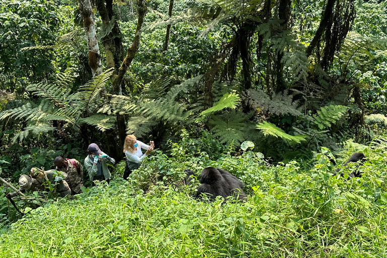 3-daagse gorillatrektocht Mgahinga Gorilla NP Oeganda via Rwanda