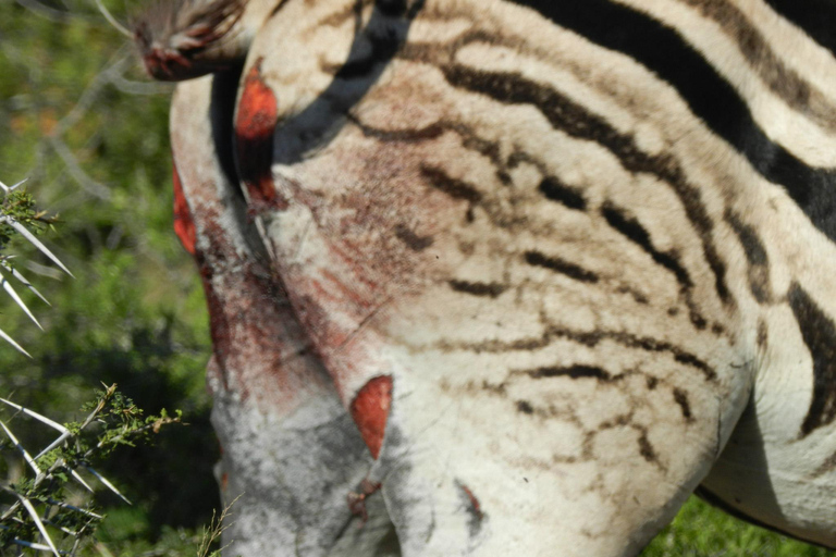 Hluhluwe-iMfolozi Park - Open Safari Vehicle Game Drives