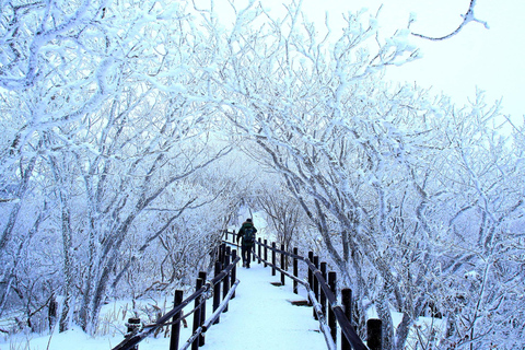 Funivia guidata Balwangsan e ranch DaegwallyeongFunivia guidata di Balwangsan e ranch Daegwallyeong