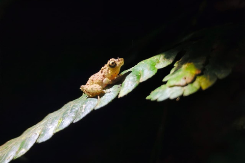 Monteverde Night Hike: Discover Wildlife in 2 Hours