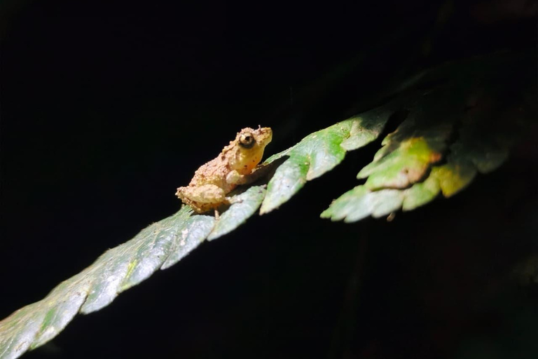 Monteverde Night Hike: Discover Wildlife in 2 Hours