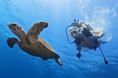 Bali Day Trip: Try Diving at Liberty Shipwreck & Kayak Trip