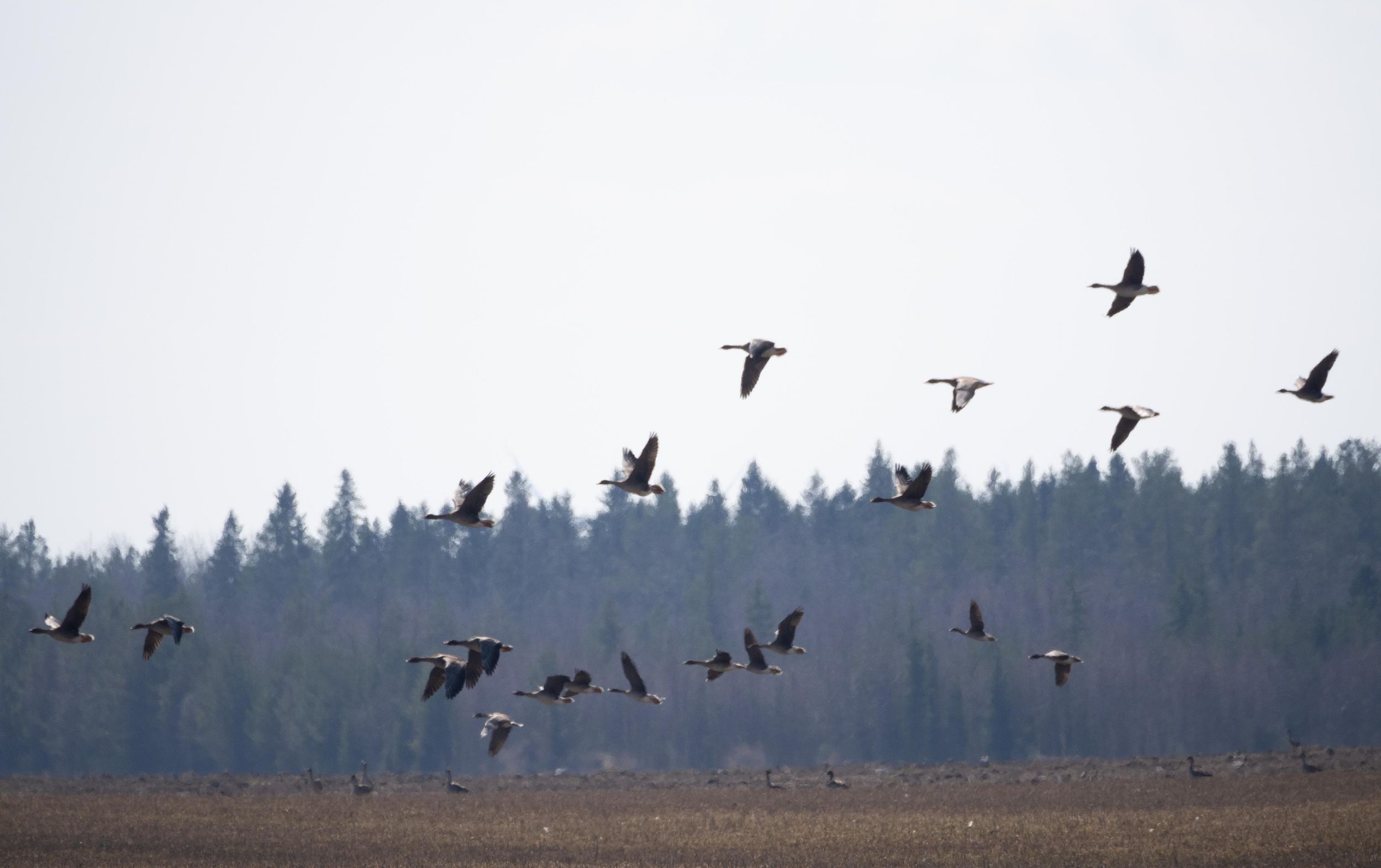 Oulu: Vogelbeobachtungstour zum Naturschutzgebiet Liminka