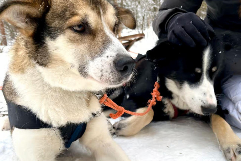 Levi: 5 Km Husky Sledding Ride in Levi