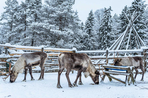 Rovaniemi: wizyta na lokalnej farmie reniferów z 2-kilometrową przejażdżką saniami