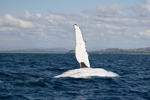 Gold Coast/Coolangatta: Whale Watching with Marine Biologist