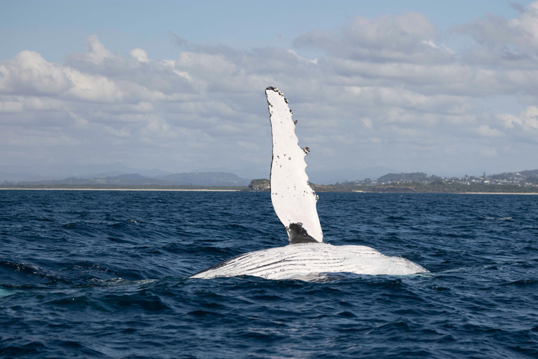 Gold Coast/Coolangatta: Whale Watching with Marine Biologist