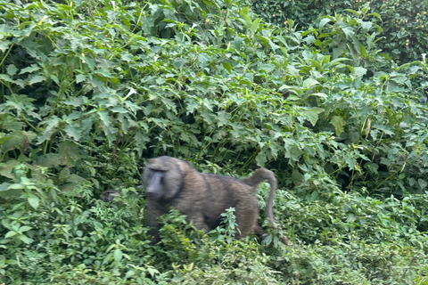 Addis Abeba: Töpferwaren, Markt und Kaffee-Tour mit MittagessenAddis Abeba: Töpfer-, Markt- und Kaffeetour mit Mittagessen