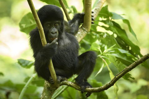 Trekking di 2 giorni con i gorilla a Bwindi da Kigali