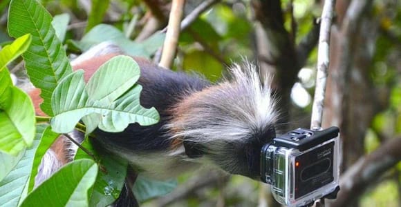 Zanzibar: Jozani Forest Tour