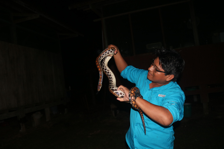 Caminhada noturna na selva/ Vida selvagem noturna e sons da selva