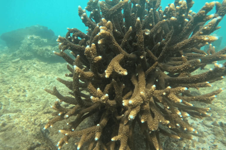 Mirissa: Ocean Magic Snorkeling with Turtles