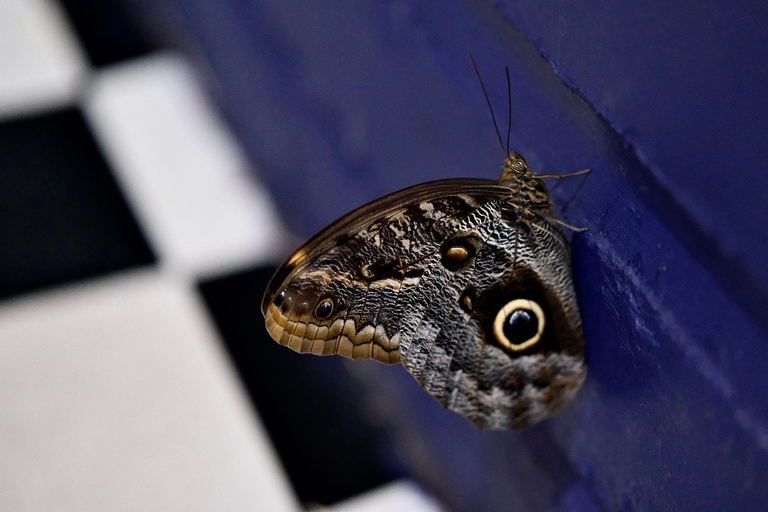 Gdansk: Living Butterfly Museum - Entry Ticket