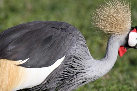 Parc national de Nairobi - demi-journée de safari : la capitale de la vie sauvage