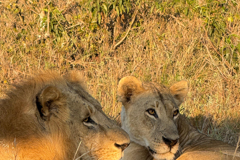 Nairobi Park Safari, Sheldrick's Orphanage & Giraffe Center Shared Drive in Open-Roof Van Game Drive