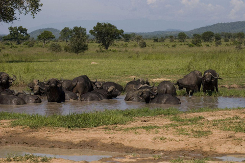 From Zanzibar: Saadani safari 2-Day with Night Game Drive