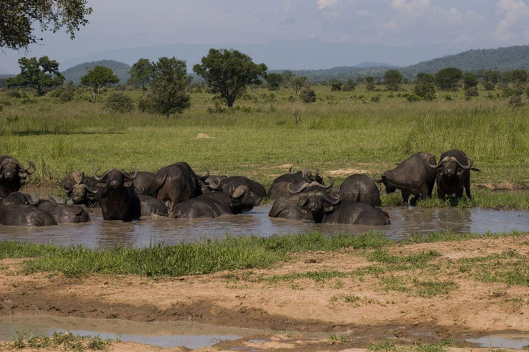 From Zanzibar: Saadani safari 2-Day with Night Game Drive
