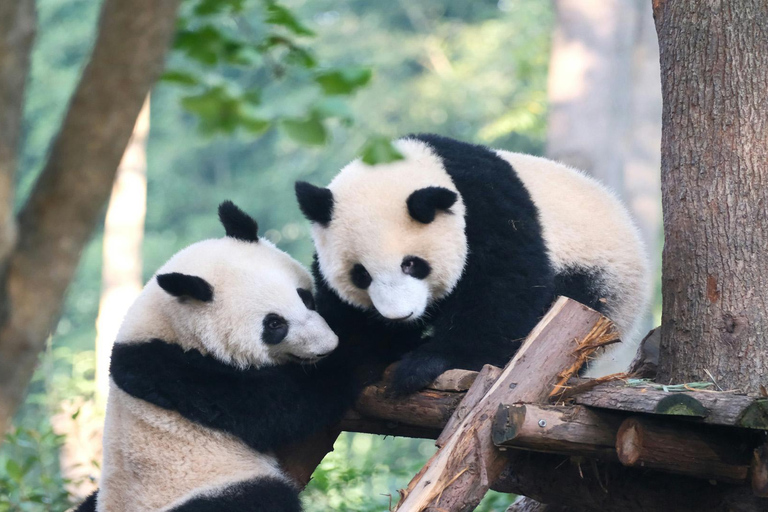成都熊猫基地和乐山大佛之旅