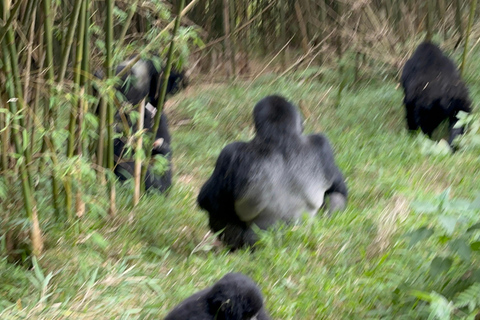 3-daagse gorillatrektocht Mgahinga Gorilla NP Oeganda via Rwanda