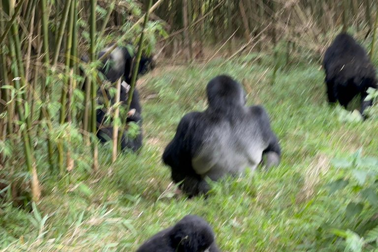 3-daagse gorillatrektocht Mgahinga Gorilla NP Oeganda via Rwanda