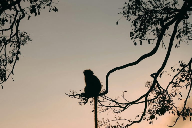 Kerala 3 N 4 D Tour – Munnar & Alleppey Houseboat Package