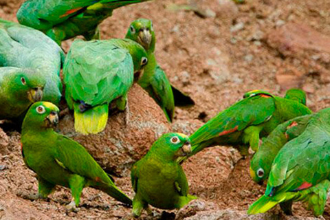 Puerto Maldonado: 4-tägiges Amazonas-Regenwald-Abenteuer