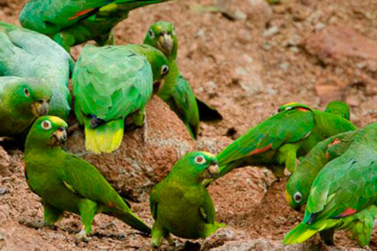 Puerto Maldonado: 4-tägiges Amazonas-Regenwald-Abenteuer