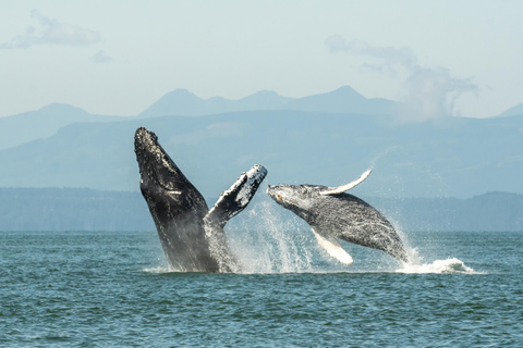 Vancouver: Excursión en zodiac para avistar ballenas desde Granville IslandVancouver: excursión en zodiac para avistar ballenas desde Granville Island