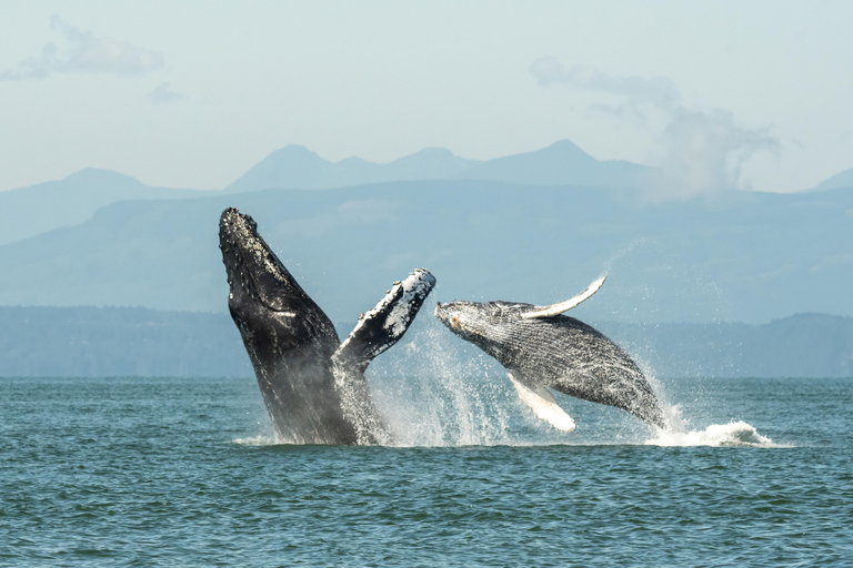 Vancouver: Excursión en zodiac para avistar ballenas desde Granville IslandVancouver: excursión en zodiac para avistar ballenas desde Granville Island