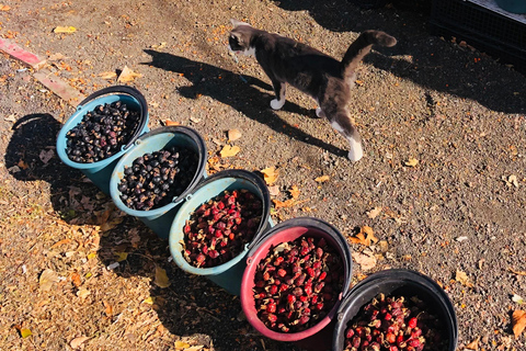 Yerevan: Silk Road Jeep Tour with Lake Sevan & Noravank