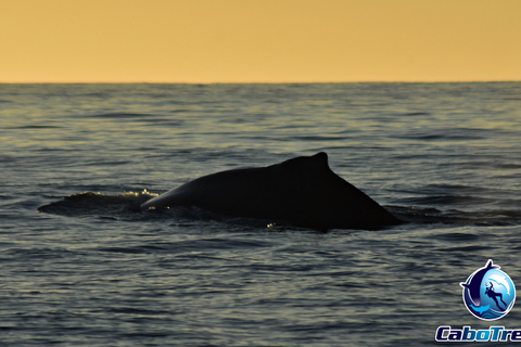 Sunset Whale Watching Cruise in Cabo San Lucas