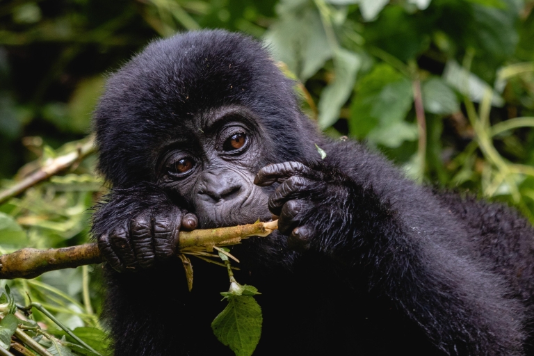 Uganda: 3-tägige Gorilla Trekking Safari ab Kampala