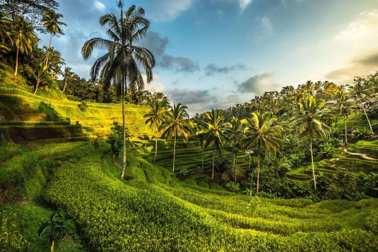 Bali: Private Sangeh Monkey Forest, Temple & Waterfall Tour Without entry tickets