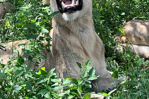 Johannesburg : Visite d&#039;une demi-journée du safari Big 5