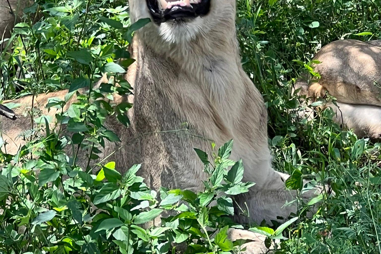 Johannesburg: Tour di mezza giornata con safari dei Big 5