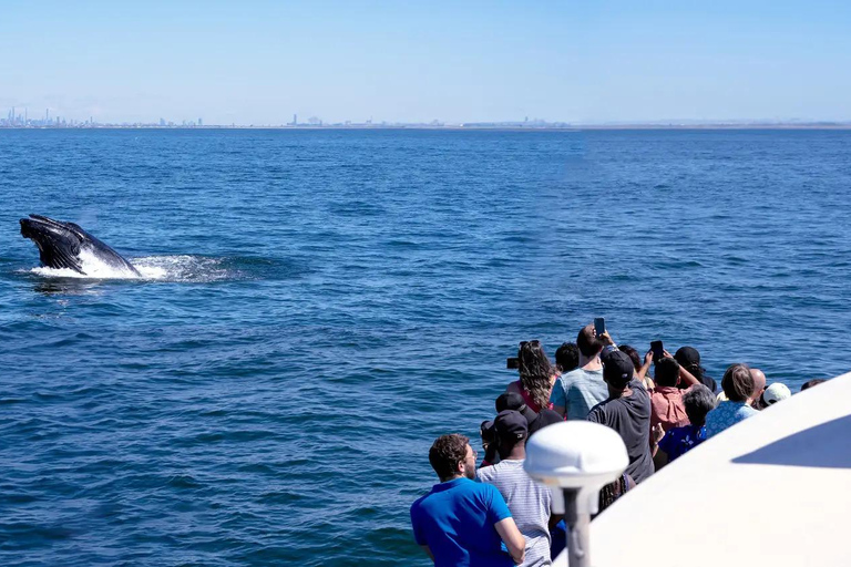 NYC : croisière d&#039;observation des baleines au départ de ManhattanNew York : croisière d&#039;observation des baleines au départ de Manhattan