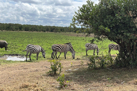 Excursão de dia inteiro à Ol Pejeta Conservancy e ao Santuário de Chimpanzés