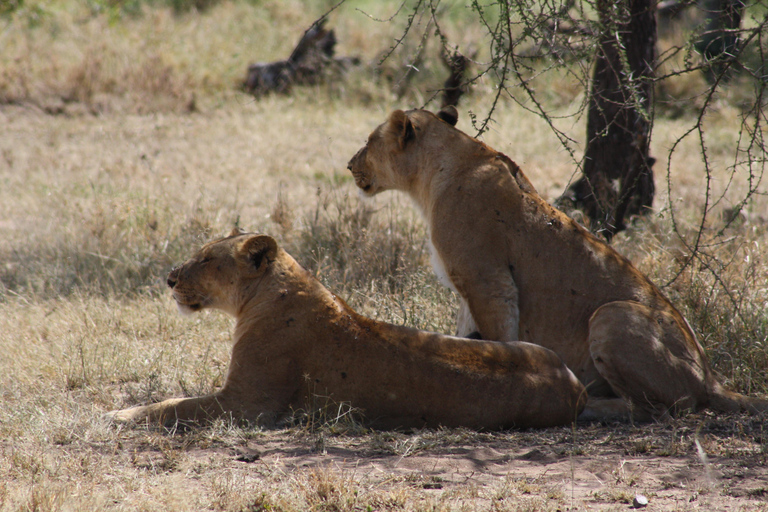 Arusha: 3-Day Safari to Tarangire, Lake Manyara, and …