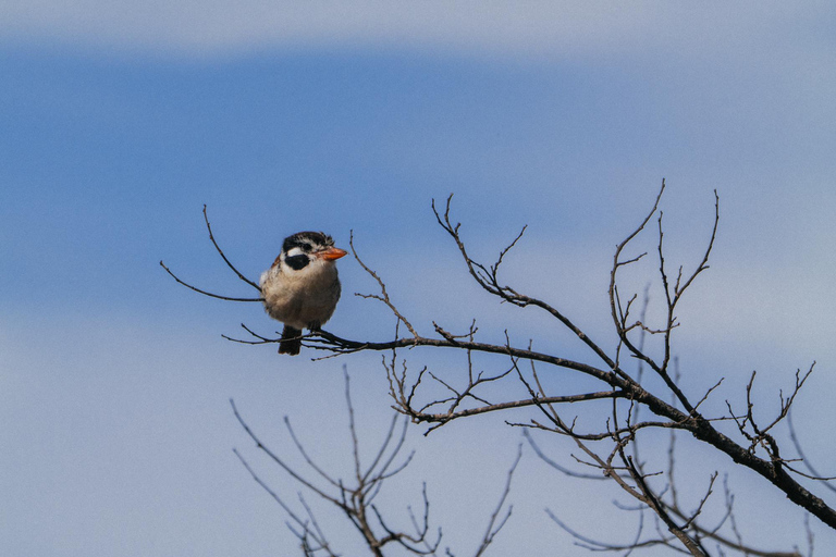 From São Paulo: 5-Day Serra da Canastra Wildlife Safari